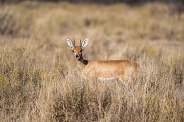 Steenbok (Raphicerus campestris), adult male, standing in dry grass, sticking out tongue, funny, in morning light, Khama Rhino Sanctuary, Serowe, Botswana