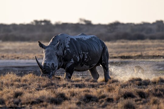 Southern white rhinoceros (Ceratotherium simum simum) peeing, Khama Rhino Sanctuary, Serowe, Botswana