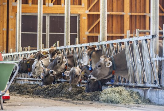 Cows between metal bars in a barn, eating fresh hay, Ridnauntal, South Tyrol, Italy