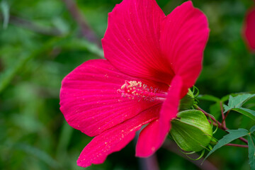 Vibrant Red Hibiscus Flower in Full Bloom