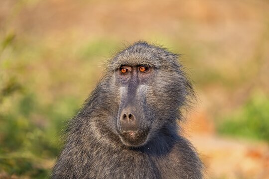 Bear baboon (Papio ursinus), adult, sitting in dry grass, animal portrait, Kruger National Park, South Africa