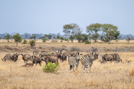Blue wildebeest (Connochaetes taurinus) and plains zebra (Equus quagga), herd in dry grass, African savannah, Kruger National Park, South Africa