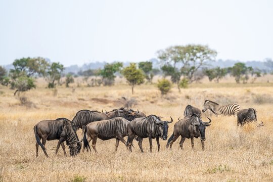 Blue wildebeest (Connochaetes taurinus) herd in dry grass, African savannah, Kruger National Park, South Africa