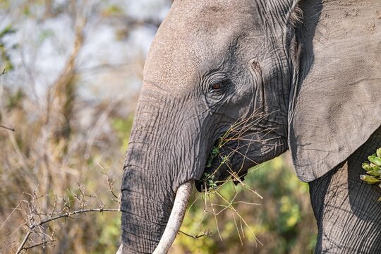 African elephant (Loxodonta africana), adult, eating grass and leaves, Kruger National Park, South Africa