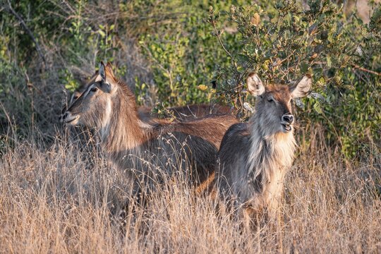 Elliptic waterbuck (Kobus ellipsipiprymnus), two adult females, in dry grass, Kruger National Park, South Africa