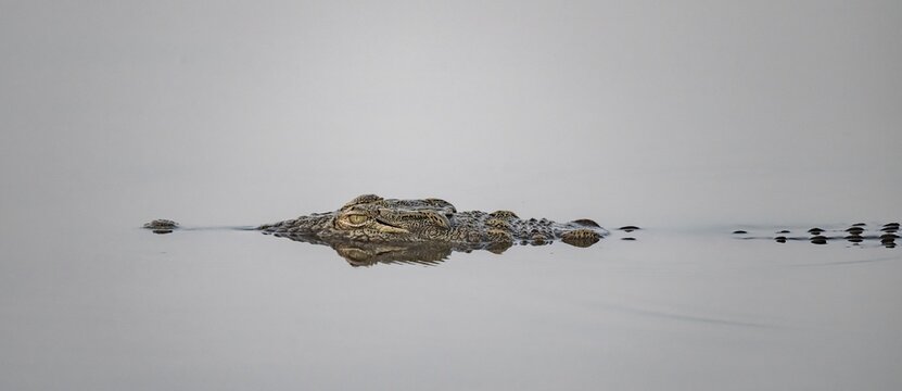 Nile crocodile (Crocodylus niloticus) swimming in the water, reflection, Kruger National Park, South Africa