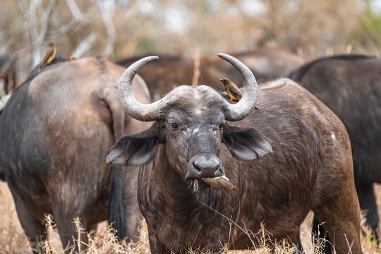 Cape buffalo (Syncerus caffer caffer) with yellowbill oxpecker (Buphagus africanus), Kruger National Park, South Africa
