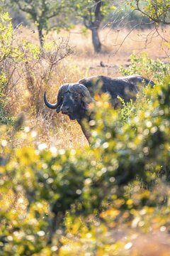 Cape buffaloes (Syncerus caffer caffer), in dry grass, between bushes, Kruger National Park, South Africa
