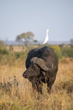 Cattle egret (Bubulcus ibis) sitting on the back of a Cape buffalo (Syncerus caffer caffer), bull standing in dry grass, African savannah, funny, Kruger National Park, South Africa