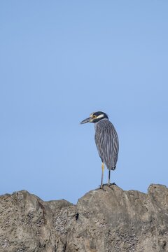 Yellow-crowned night heron (Nyctanassa violacea, Syn.: Nycticorax violaceus) sitting on stone, Costa Rica