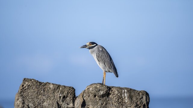 Yellow-crowned night heron (Nyctanassa violacea, Syn.: Nycticorax violaceus) sitting on stone, Costa Rica