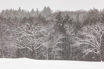 A forest of trees at the edge of a field, covered in snow