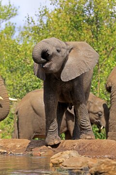 African elephant (Loxodonta africana), young animal, drinking, at the water, Kruger National Park, Kruger National Park, South Africa