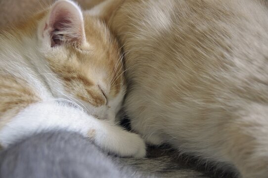 Sleeping two-month-old domestic cat (Felis silvestris f. catus), kitten