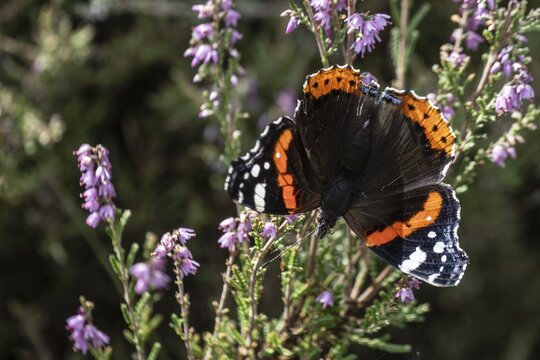 Red admiral (Vanessa atalanta) on common heather (Calluna vulgaris), Emsland, Lower Saxony, Germany