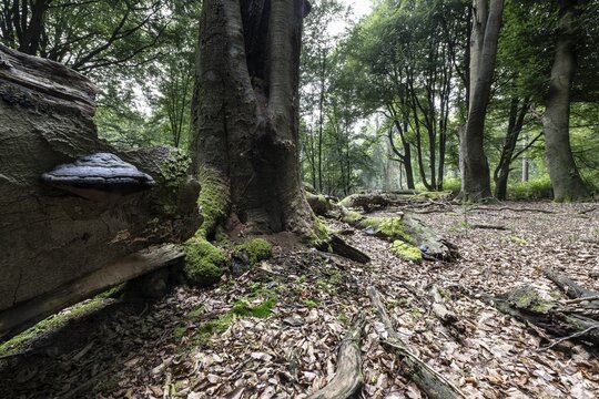 Deadwood with tinder fungus (Fomes fomentarius) in beech forest (Fagus sylvatica), Emsland, Lower Saxony, Germany