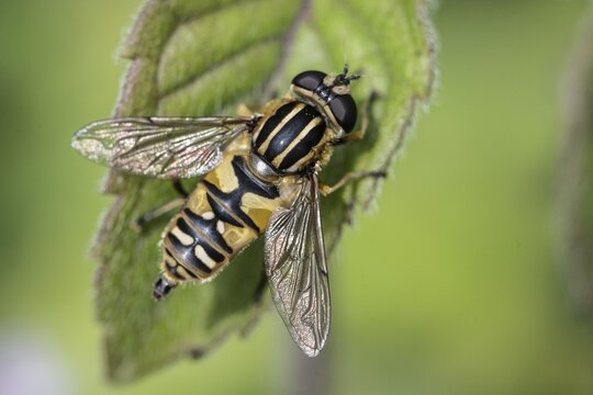 Dangling sunlover (Helophilus pendulus), Emsland, Lower Saxony, Germany