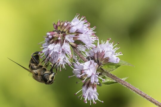 Drone fly (Eristalis interrupta) on water mint (Mentha aquatica), Emsland, Lower Saxony, Germany