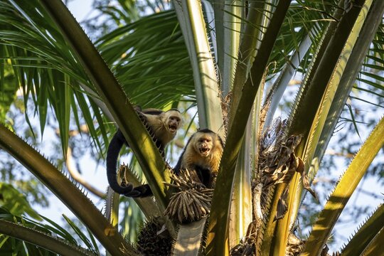 White-headed capuchin (Cebus capucinus) in a palm tree, Osa, Costa Rica