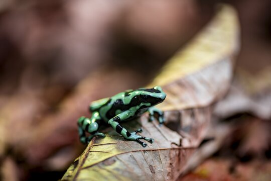 Green and black poison dart frog (Dendrobates auratus) on a leaf, Heredia Province, Costa Rica