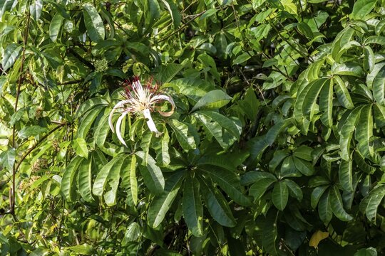 White blossom in the rainforest, dense vegetation, Tortuguero National Park, Costa Rica