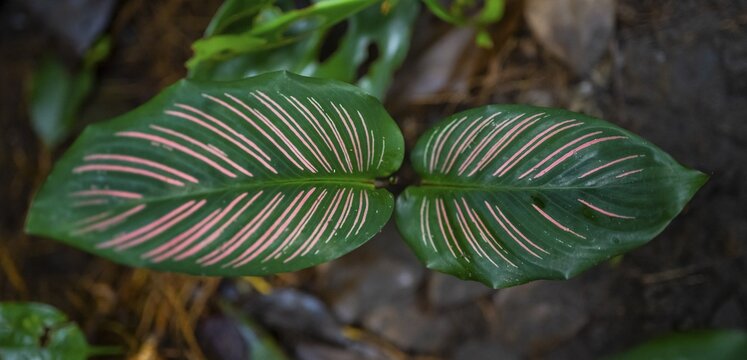 Colombian marante (Calathea ornata), leaf with pink stripes, Tortuguero National Park, Costa Rica