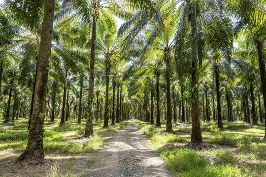 Palm oil plantation, environmental destruction through monoculture, Costa Rica