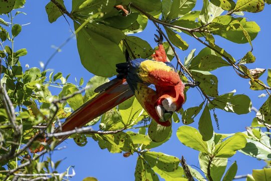 Scarlet macaws (Ara macao) in bengal almond (Terminalia catappa), Puntarenas province, Costa Rica