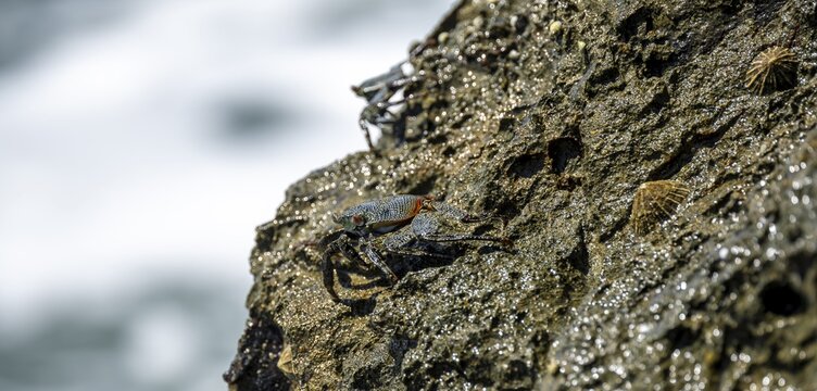 Crab on a rock, Reserva Natural Cabo Blanco, Costa Rica