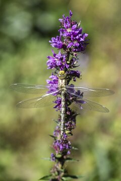 Southern Hawker (Aeshna cyanea), Emsland, Lower Saxony, Germany