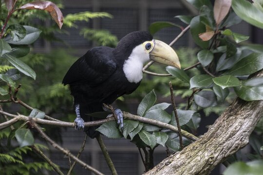 Toco toucan (Ramphastos toco), Vogelpark Walsrode, Lower Saxony, Germany