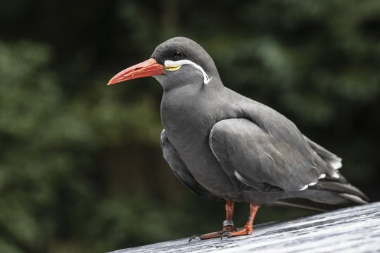 Inca Tern (Larosterna inca), Walsrode Bird Park, Lower Saxony, Germany