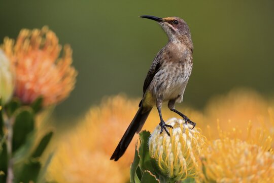 Cape Honeybird (Promerops cafer), adult, female, on flower, Protea, vigilant, Kirstenbosch Botanic Gardens, Cape Town, South Africa