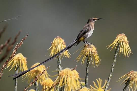 Cape Honeybird (Promerops cafer), adult, male, on flower, Protea, vigilant, Kirstenbosch Botanical Gardens, Cape Town, South Africa