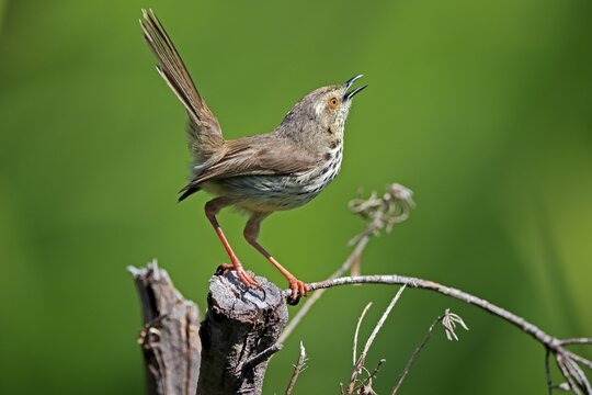 Spotted Prinia (Prinia maculosa), adult, on wait, singing, Kirstenbosch Botanical Gardens, Cape Town, South Africa
