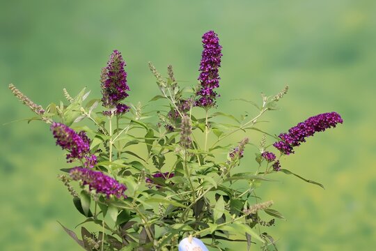 Butterfly-bush (Buddleja davidii), summer lilac, common summer lilac, butterfly bush, lilac spear, flowering, blossom, Elllerstadt, Germany