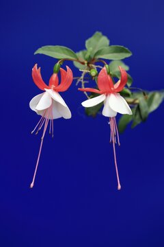 Fuchsias (Fuchsia), flowering, flower, Ellerstadt, Germany