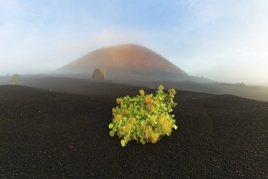 Canary Island dock (Rumex lunaria) and lava bomb in front of the Caldera Colorada, Parque Natural de Los Volcanes, near Masdache, Lanzarote, Canary Islands, Spain