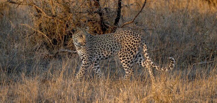 Leopard (Panthera pardus) running through dry grass, adult, in the evening light, Kruger National Park, South Africa