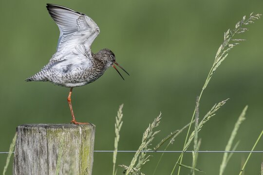 Common redshank (Tringa totanus), standing on a pole, Lower Saxony, Germany