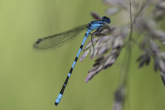 Goblet damselfly (Enalagma cyathigerum), Emsland, Lower Saxony, Germany