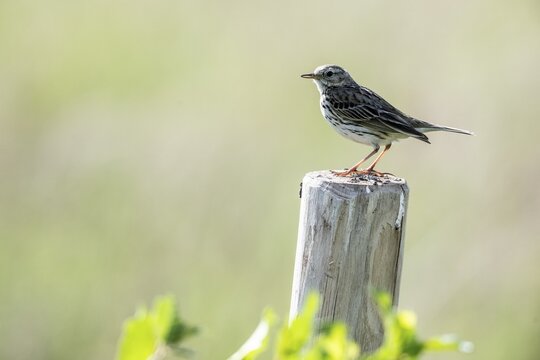 Meadow Pipit (Anthus pratensis), Emsland, Lower Saxony, Germany