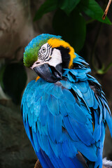 Blue and Yellow Macaw Portrait in Natural Setting