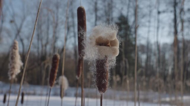 Adult cattails reed plants disperse seeds by the frozen lake shore on a sunny winter day