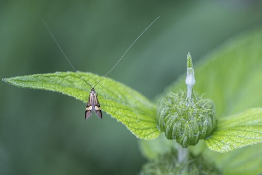Longhorn butterfly (Nemophora degeerelle), Emsland, Lower Saxony, Germany