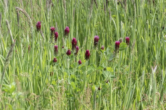 Incarnate clover (Trifolium incarnatum), Emsland, Lower Saxony, Germany