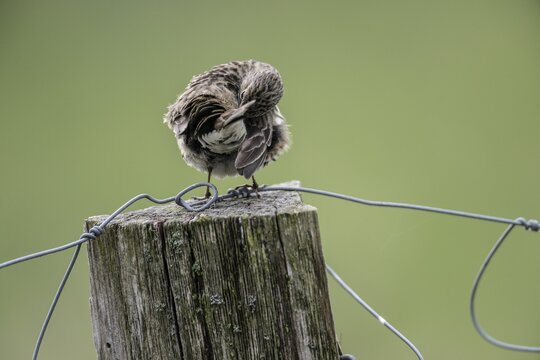 Meadow pipit (Anthus pratensis) preening itself, Emsland, Lower Saxony, Germany