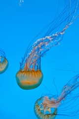 Floating Jellyfish in Blue Ocean Water