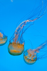 Floating Jellyfish in Blue Ocean Water