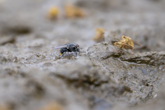 Flies on a cowpat in a meadow, Austria